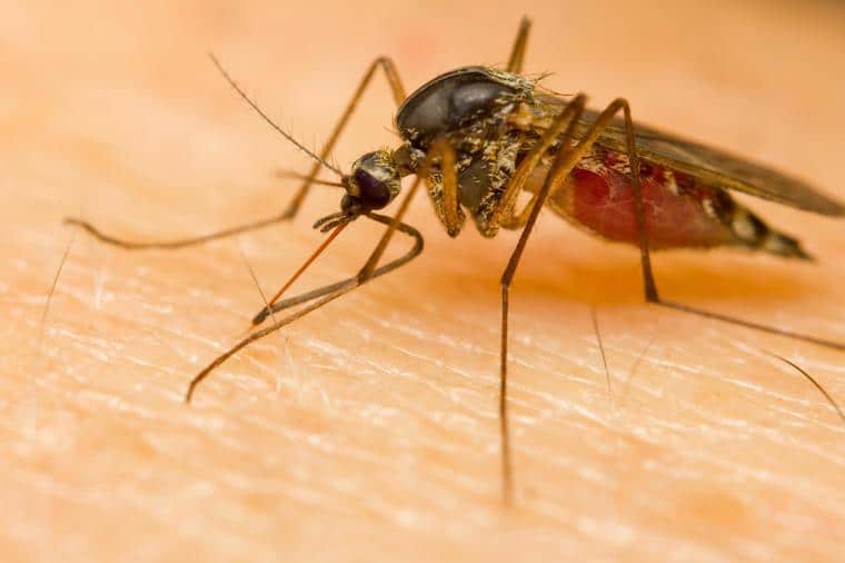 Сузбијање комараца у Србији до октобра