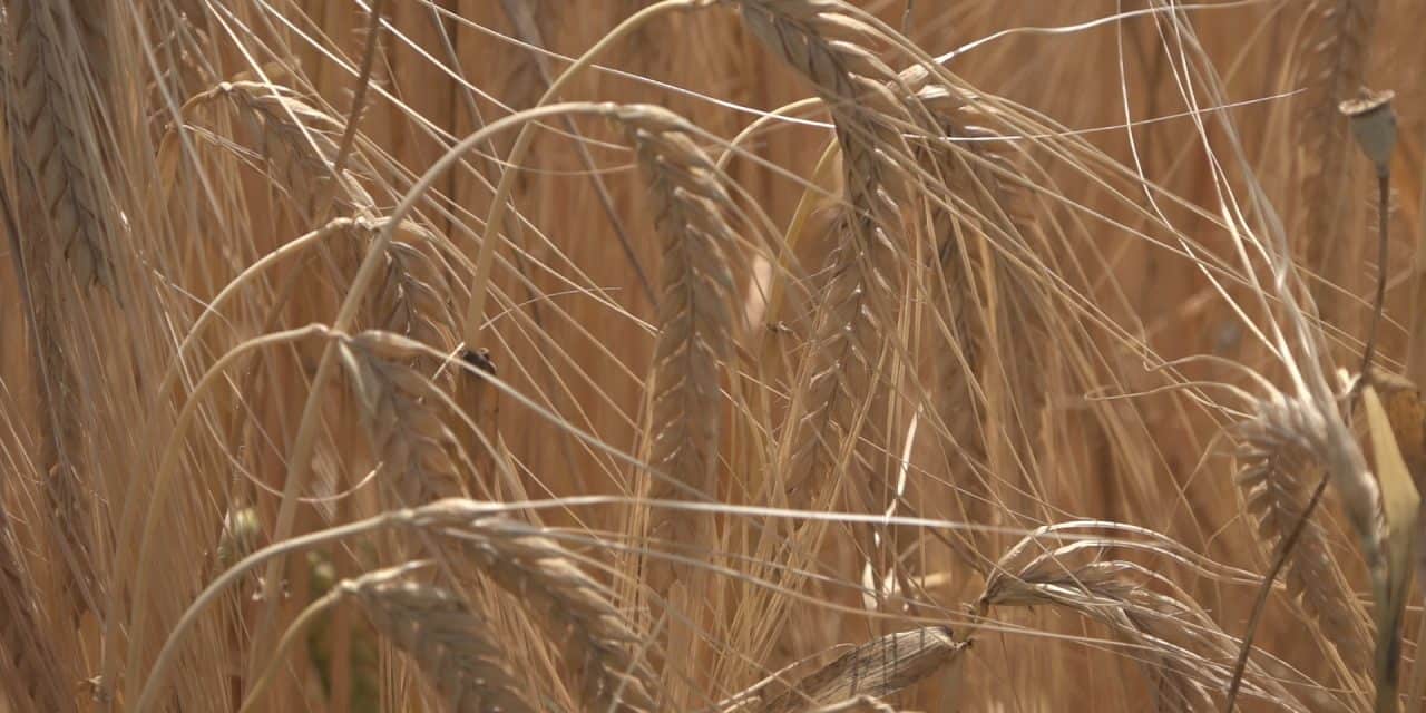 Пад цена кукуруза, пшенице и соје