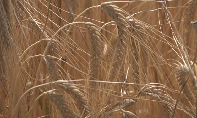 Пад цена кукуруза, пшенице и соје