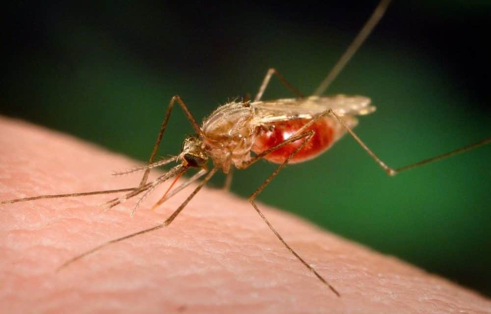 Сузбијање ларви комараца на територији општине Бачка Паланка