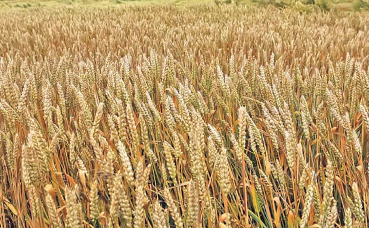 Очекивани род пшенице ове године три милиона тона