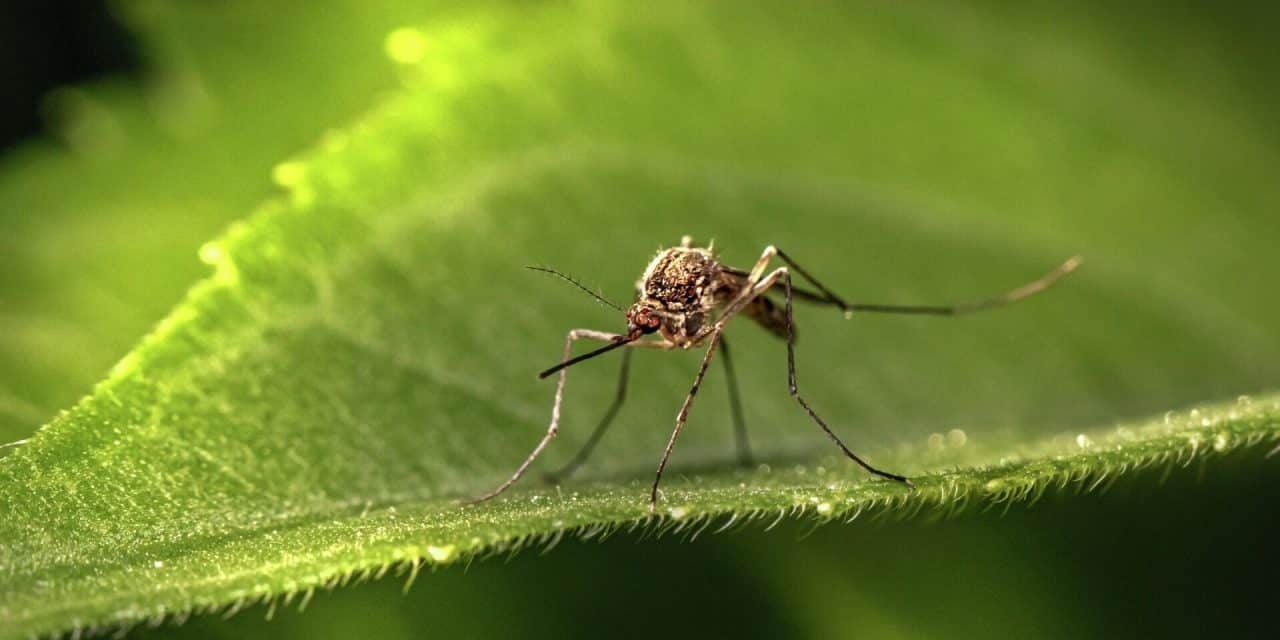 Нови третман сузбијања ларви комараца