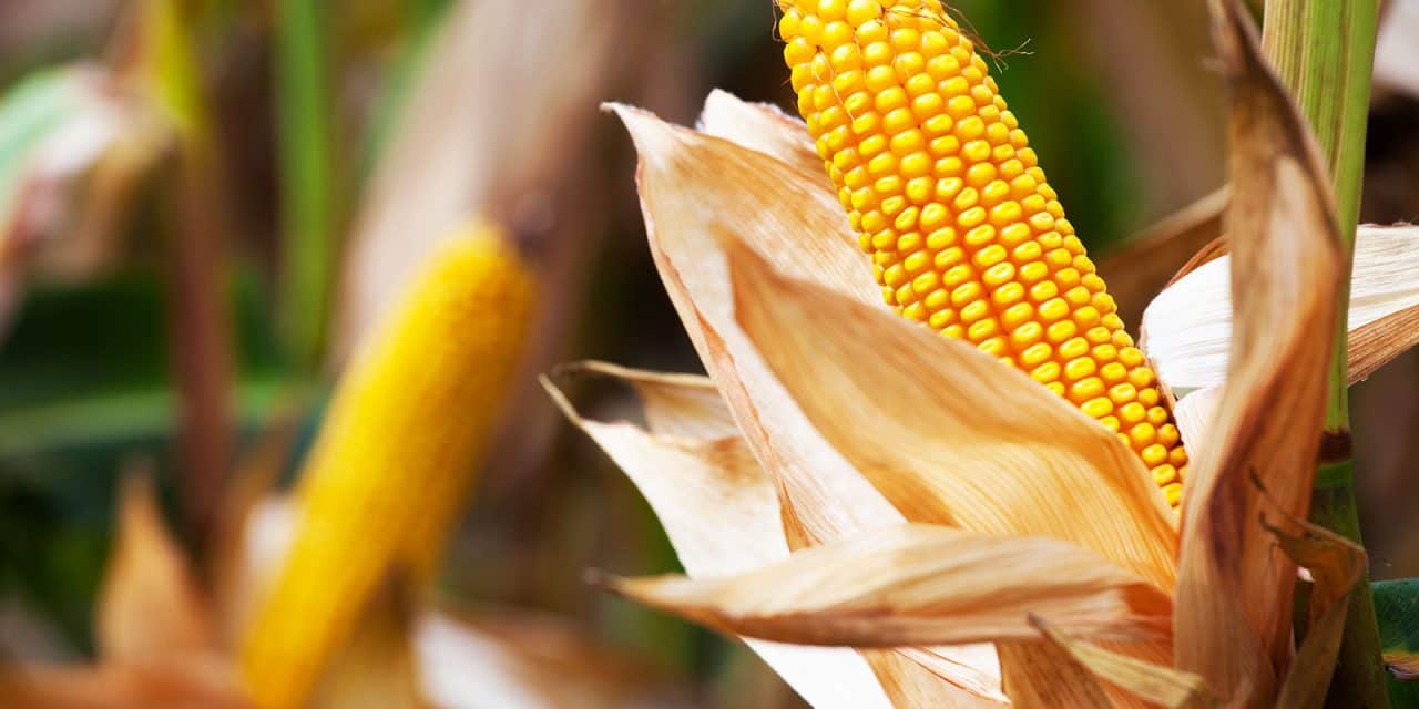 За домаће произвођаче кукуруза ово  ће бити једна од лошијих сезона
