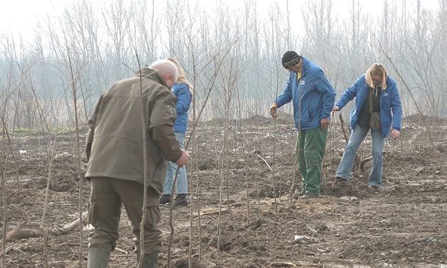 Velika akcija pošumljavanja „Zasadi drvo“ u Bačkoj Palanci