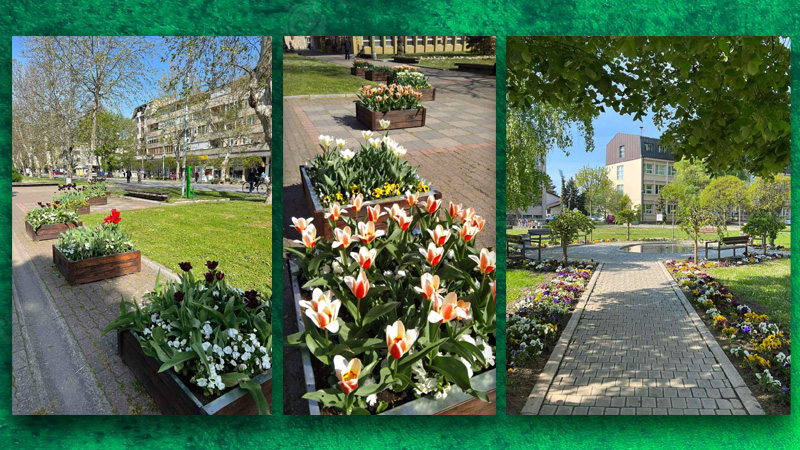 Cvetno proleće u Bačkoj Palanci: U centru opštine i svim naseljima više od 10.000 komada cveća