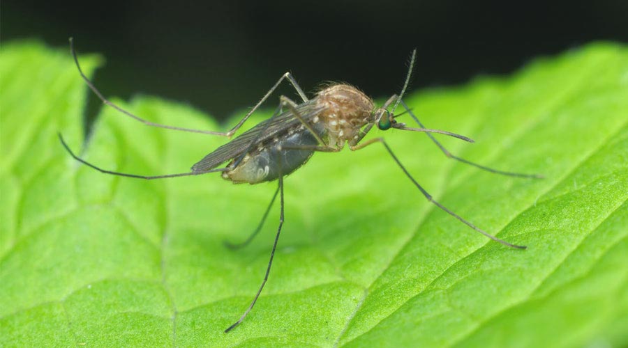 Suzbijanje larvi komaraca na teritotiji opštine Bačka Palanka