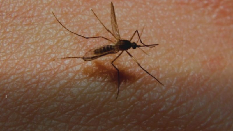 Tretman suzbijanja larvi komaraca