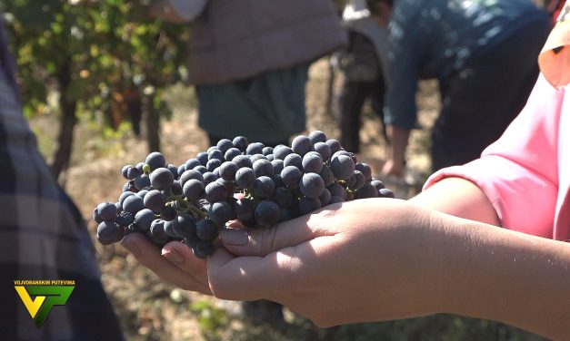 Do 20. jula konkurs za subvencije za podizanje zasada vinove loze