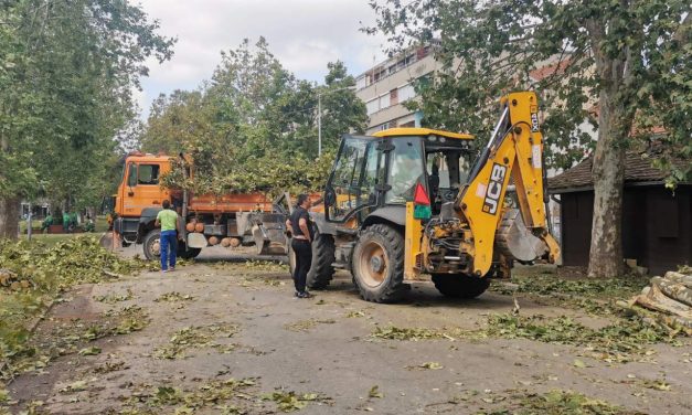 Sa ulica u opštini Bačka Palanka uklonjeno oko 1000 prikolica drveća i grana polomljenih u olujama 19. i 21. jula