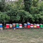 Pčelarima od sledeće godine subvencije od 1.000 dinara po košnici