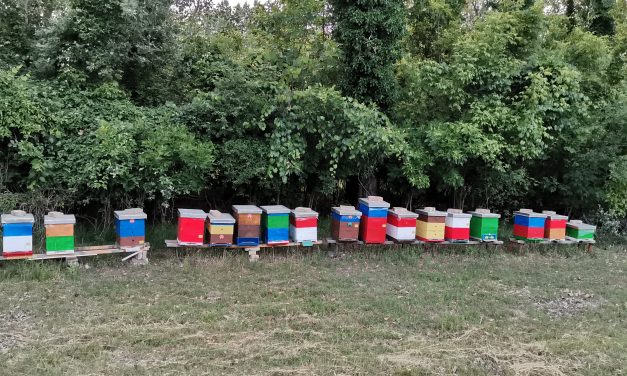 Pčelarima od sledeće godine subvencije od 1.000 dinara po košnici
