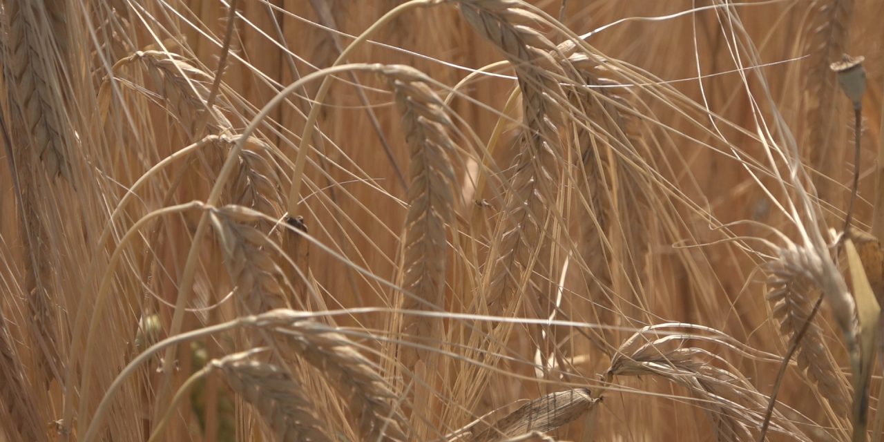 Ostvarena proizvodnja pšenice za oko 10 % veća u odnosu na prošlu godinu
