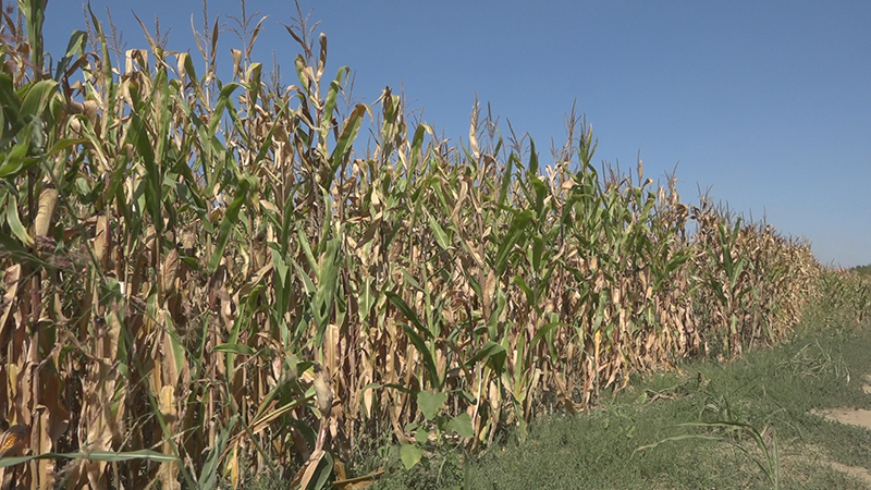 Cena kukuruza nastavlja da raste 