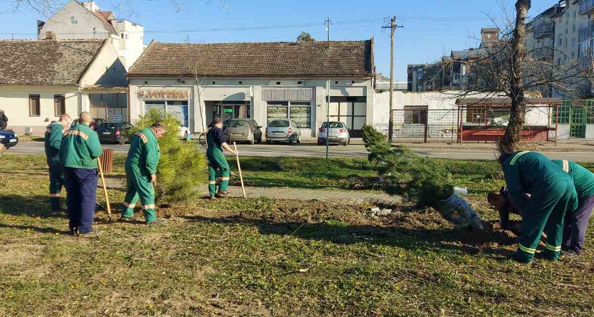 Saopštenje opštine Bačka Palanka: U parku kod škole “Heroj Pinki” posađeno 147 sadnica novog drveća