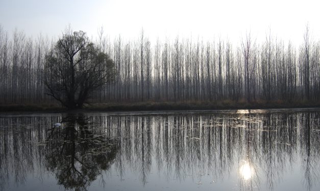 Danas sunčano, temperatura do 13 stepeni