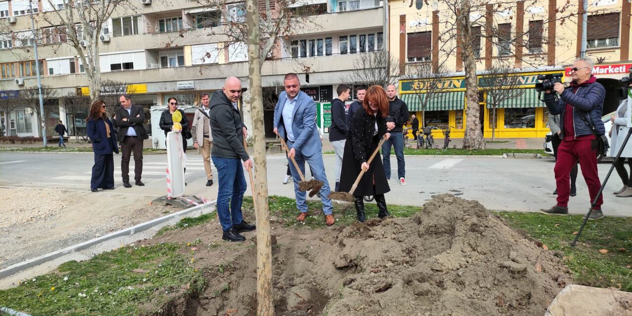 Platanima većim od sedam metara popunjen stoletni drvored u centru Bačke Palanke, zimus posađeno 434 nova stabla