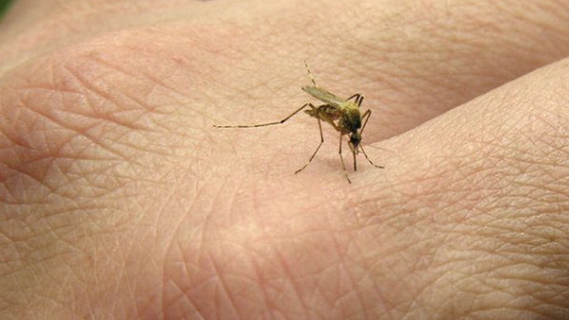 Tretman suzbijanja larvi komaraca na teritoriji opštine Bačka Palanka
