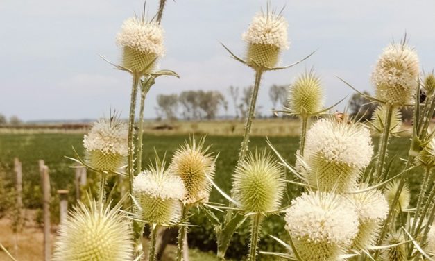 Do kraja nedelje sve toplije vreme sa temperaturom do 38 stepeni