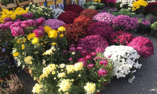 ,,Cvetna pijaca” u sredu 2. oktobra u Bačkoj Palanci